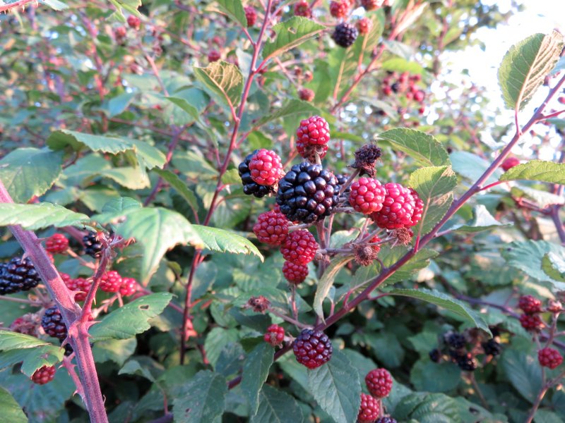 blackberries in a hedge