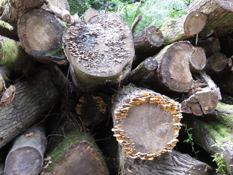 logs, with fungus