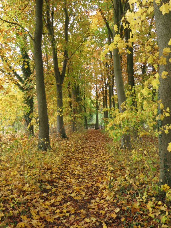 autumn colours on a tree lined path