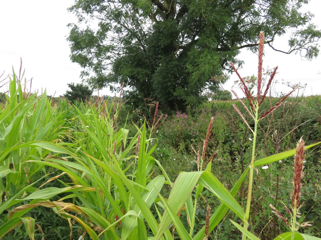 corn and brambles