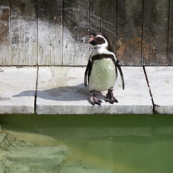 Humboldt penguin