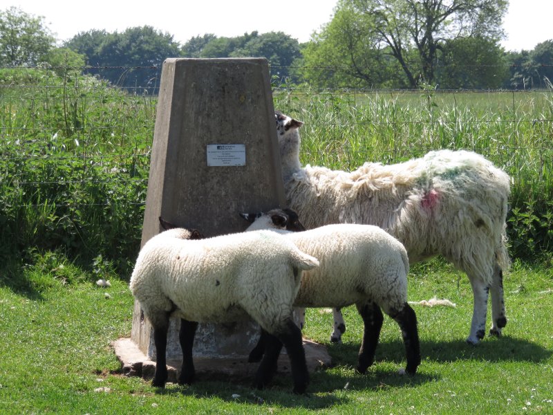 sheep around a trigpoint