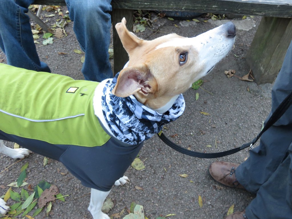 dog modelling a Buff