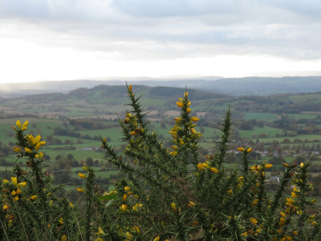 gorse bushes and distant hills