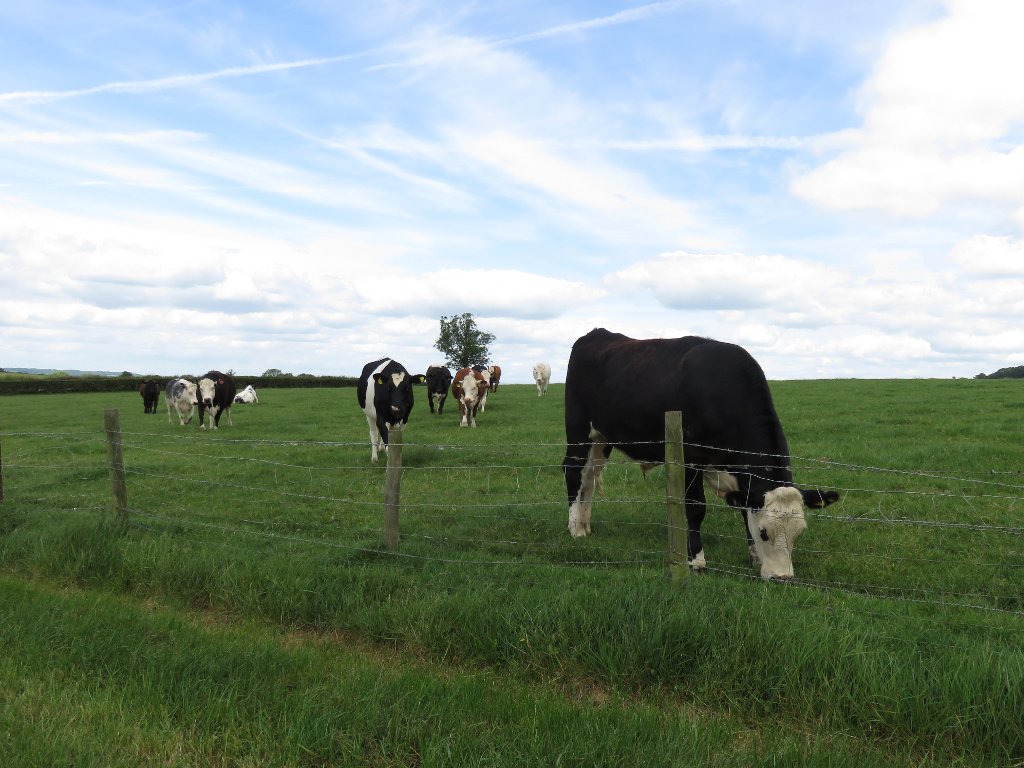 friendly cows