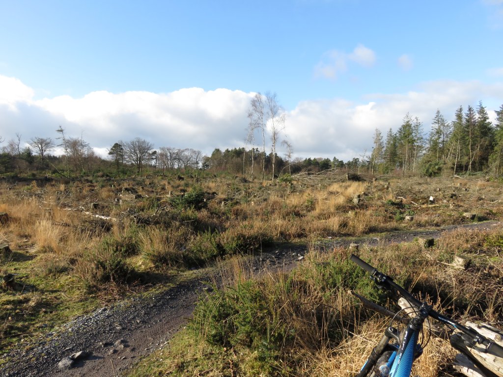 mountain bike trail at Haldon forest