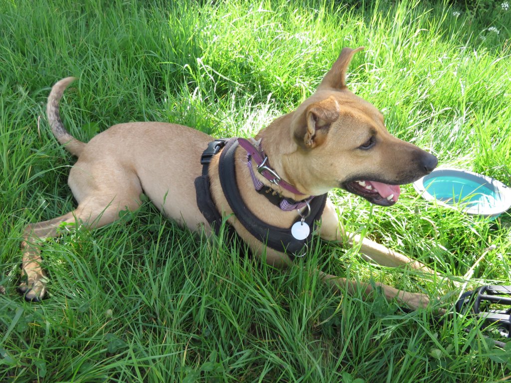 tilly lying in the grass