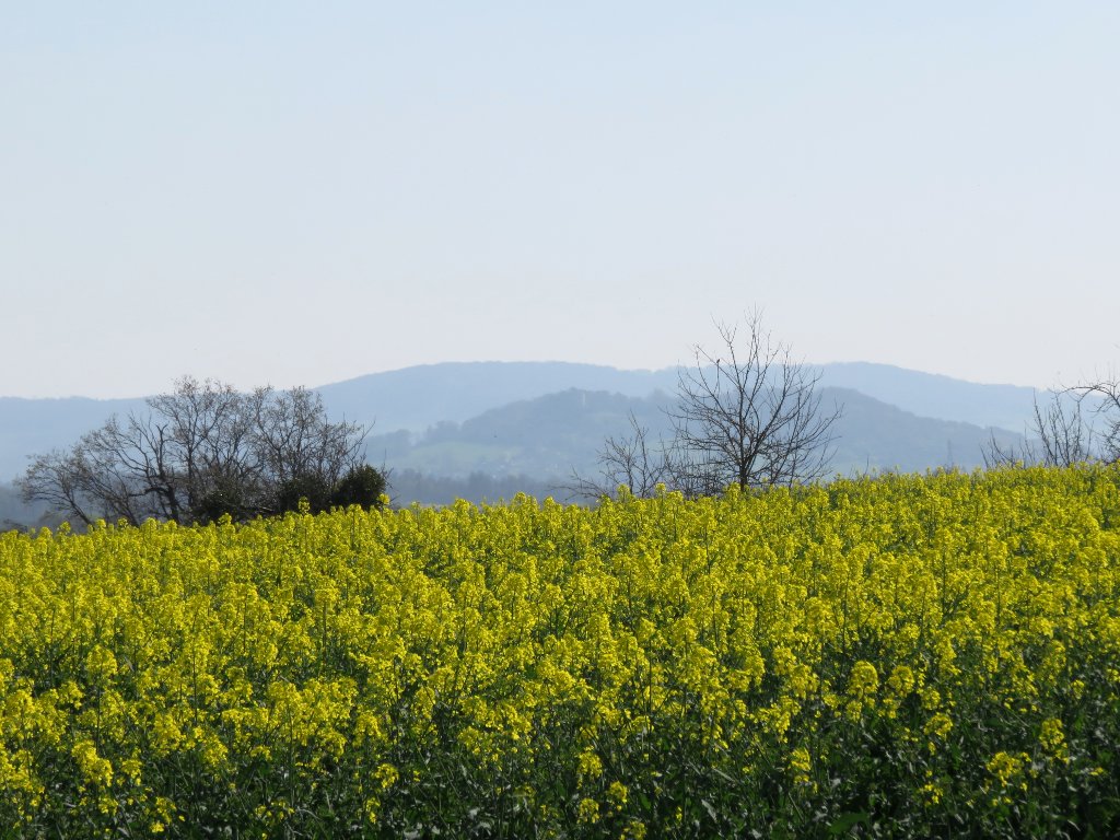 yellow fields