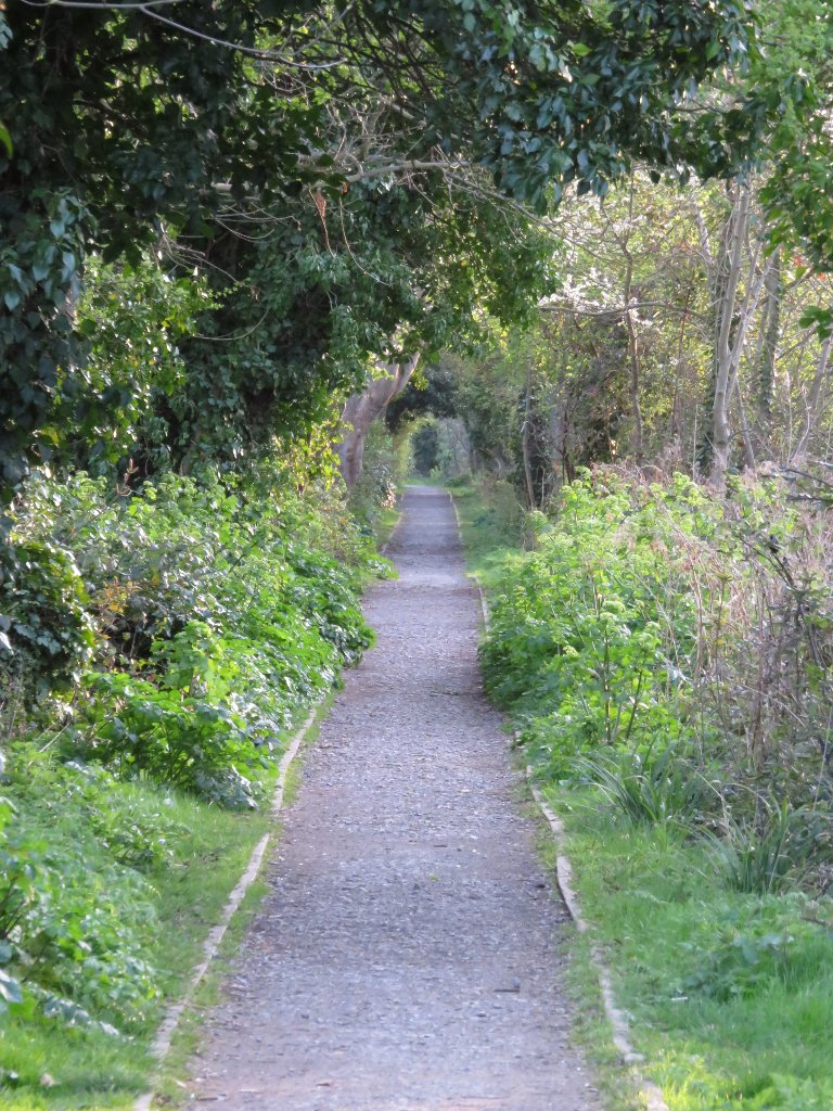 towpath tunnel of trees