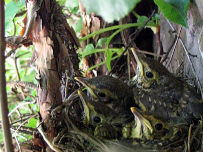 baby songthrushes