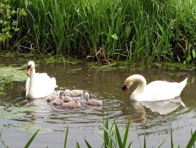 swans on the canal