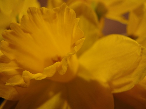 a daffodil, in glorious close up