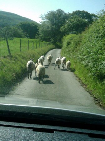 sheep in the road