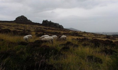 nipstone rock,  and some sheep