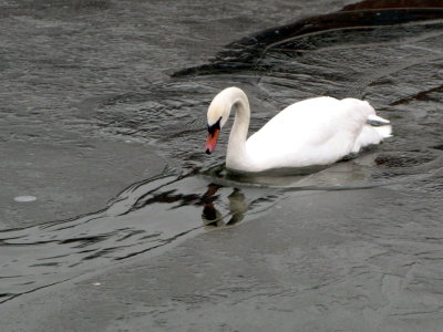 a swan trying to swim through ice