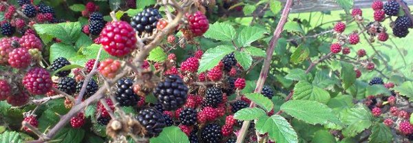 hedgerow full of berries