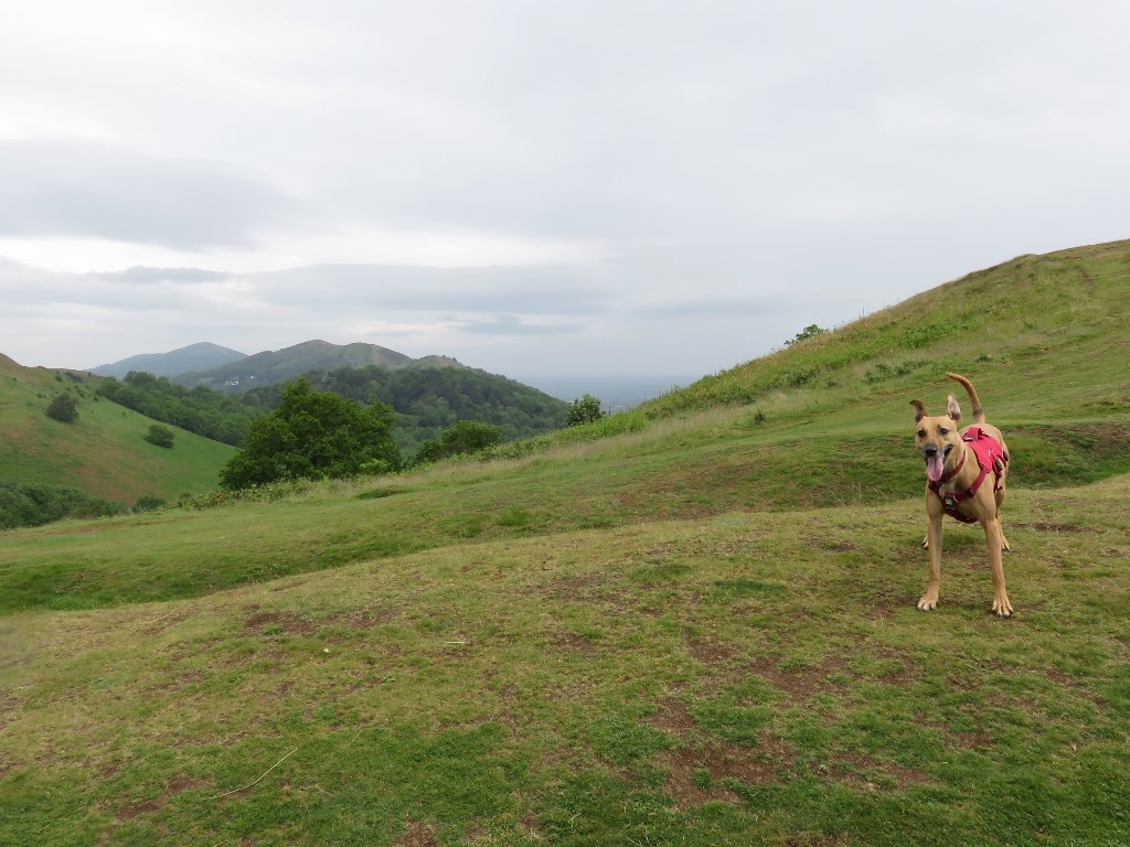 dog standing on a hill