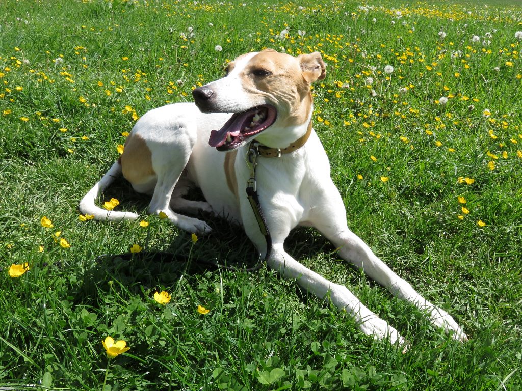 Bonnie in a field