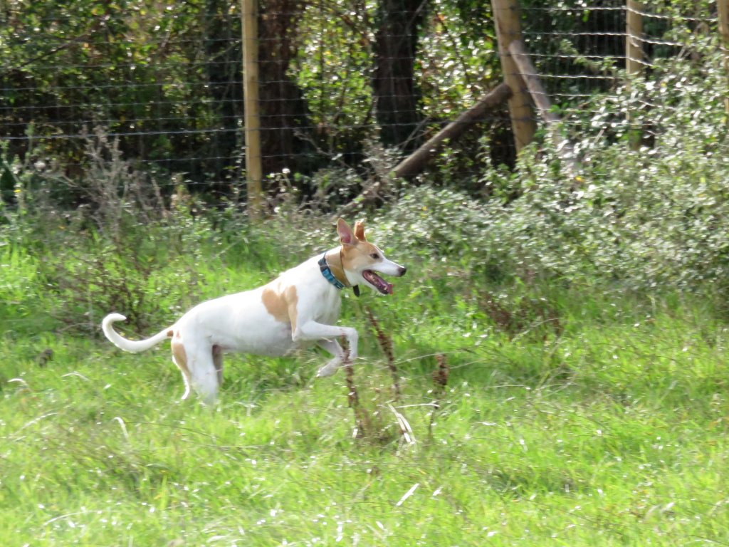 bonnie in the dog field