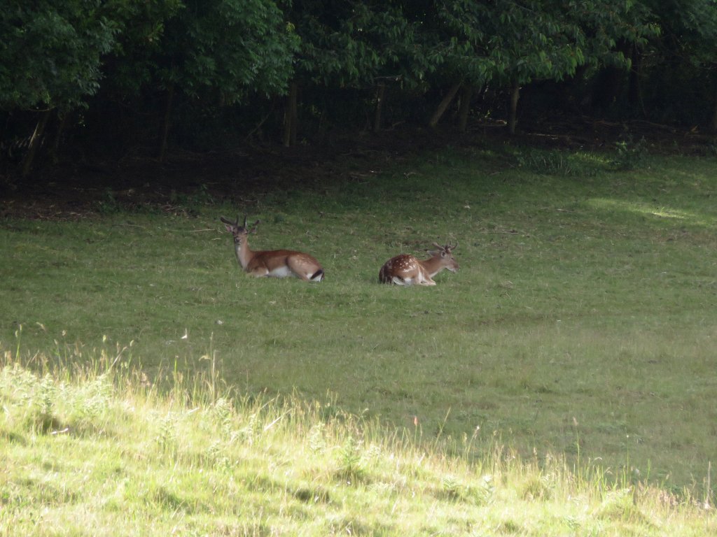 two deer on Bredon Hill